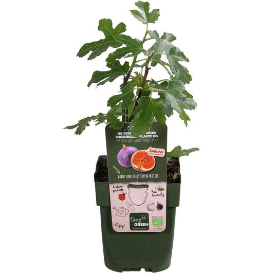 Feigenbaum Ficus carica 'Perretta' - grün-braun - Bio - Winterhart - Ficus carica 'Perretta' - Obst