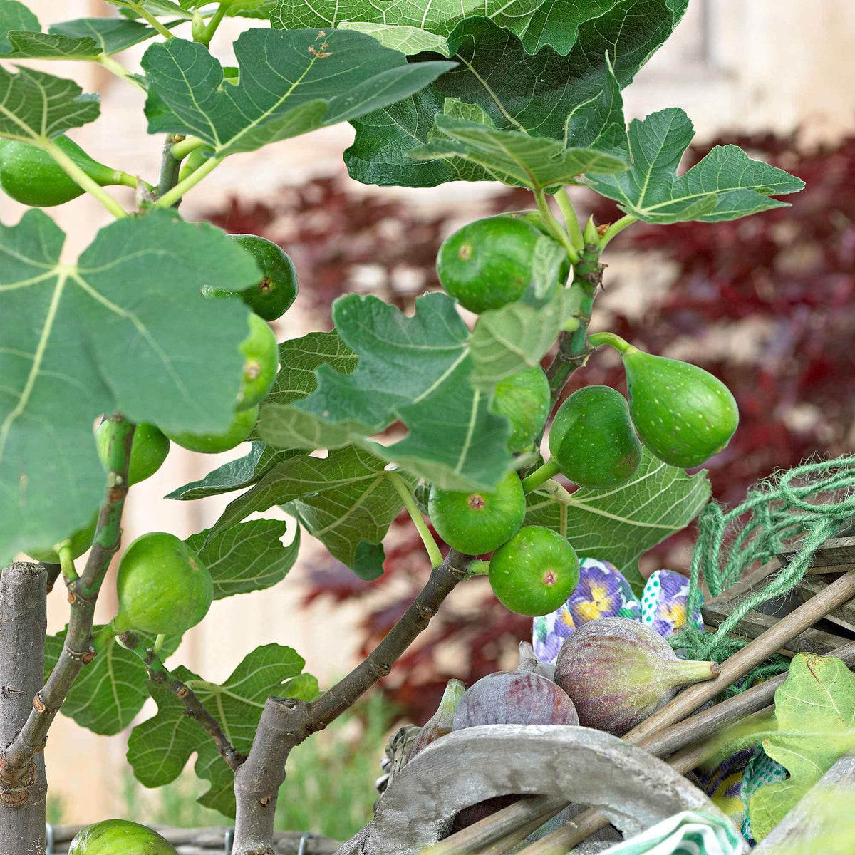 Sommerobst-Kollektion (Feige, Maulbeere, Kiwi) - Morus nigra 'mulle', ficus gustissimo 'perretta', actinidia delciosio - Bakker