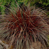 Mahonie 'Rubra' - Uncinia rubra - Gartenpflanzen
