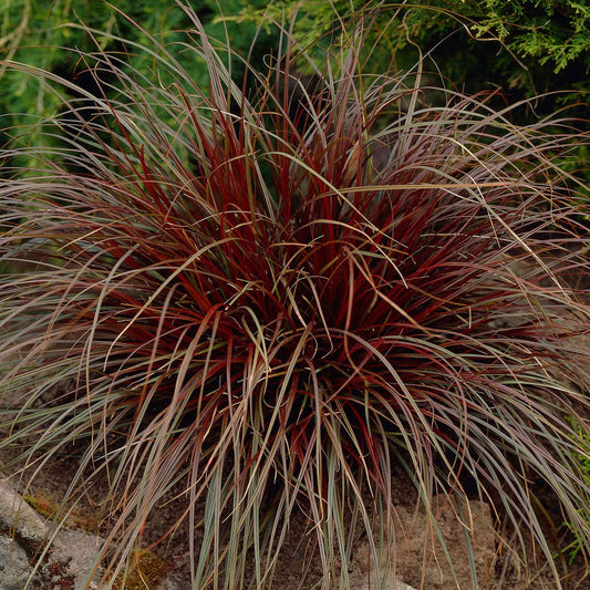 Mahonie 'Rubra' - Bakker