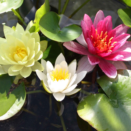 Seerose rosa-gelb-weiß (x3) - Nymphaea - Teich