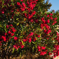 Oleander - Rote Oleander - Nerium oleander