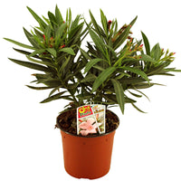 Rosenlorbeer - Nerium oleander - Oleander - Nerium