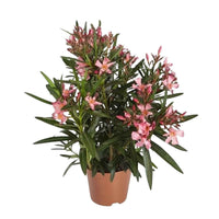 Rosenlorbeer - Nerium oleander