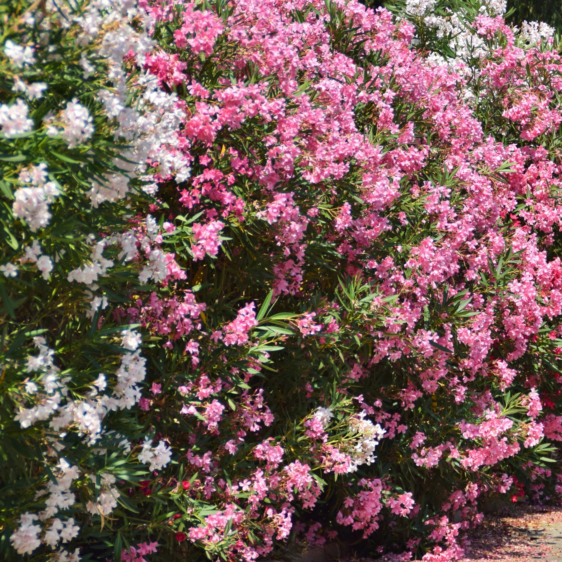 Verkauf Rosenlorbeer - Nerium oleander