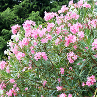 Rosenlorbeer - Nerium oleander