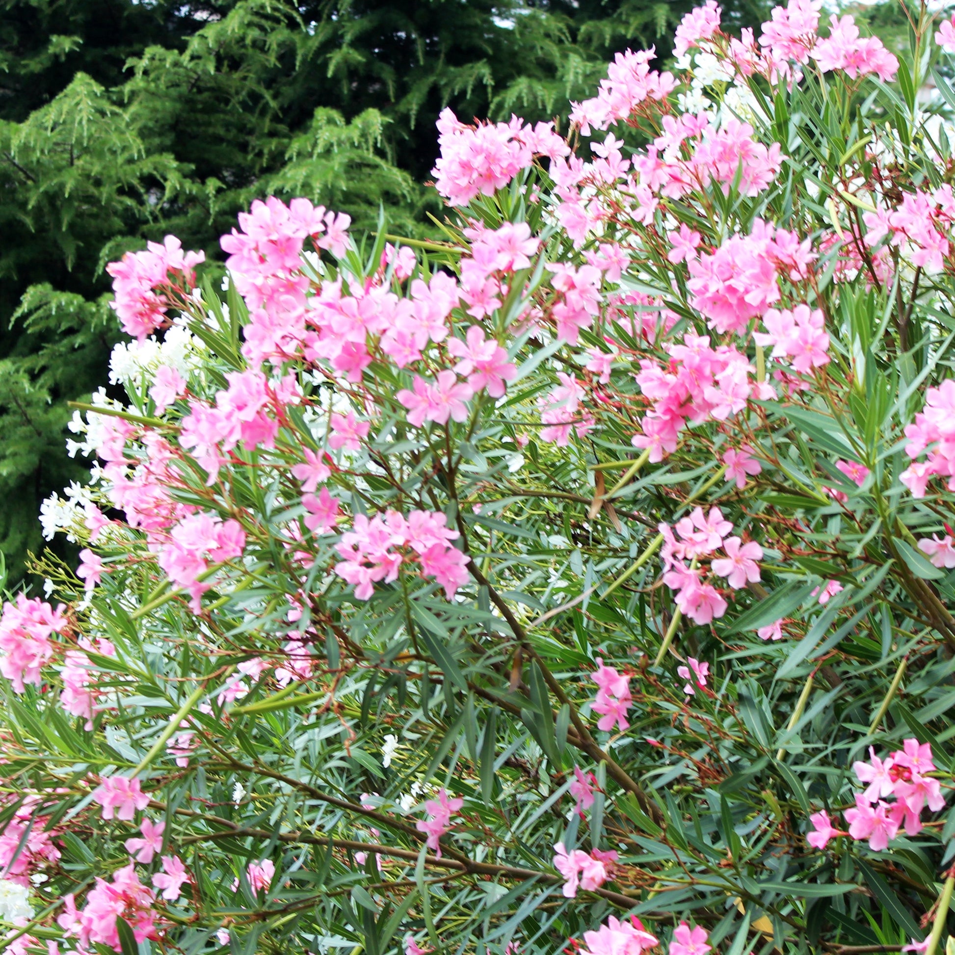 Rosenlorbeer - Nerium oleander