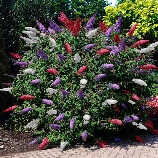 Schmetterlingsflieder 'Tricolor' - Buddleja davidii empire blue, pinkdelight, white - Gartenpflanzen