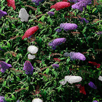 Schmetterlingsflieder 'Tricolor' - Buddleja davidii empire blue, pinkdelight, white - Pflanzeneigenschaften