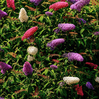 Schmetterlingsflieder 'Tricolor' - Buddleja davidii empire blue, pinkdelight, white - Bakker