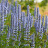 Duftnessel 'Blue Fortune' - Agastache blue fortune - Gartenpflanzen