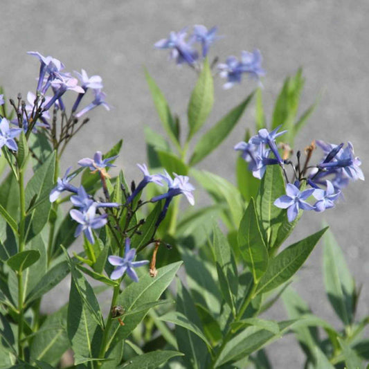 Röhrenstern 'Blue Ice' - Amsonia blue ice - Gartenpflanzen
