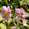 Herbstanemone 'September Charm' - Anemone hupehensis 'september charm' - Gartenpflanzen