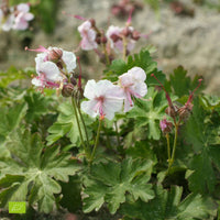 Storchschnabel 'Biokovo' - Geranium cantabrigiense biokovo - Gartenpflanzen