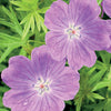 Blutroter Storchschnabel (x3) - Geranium sanguineum