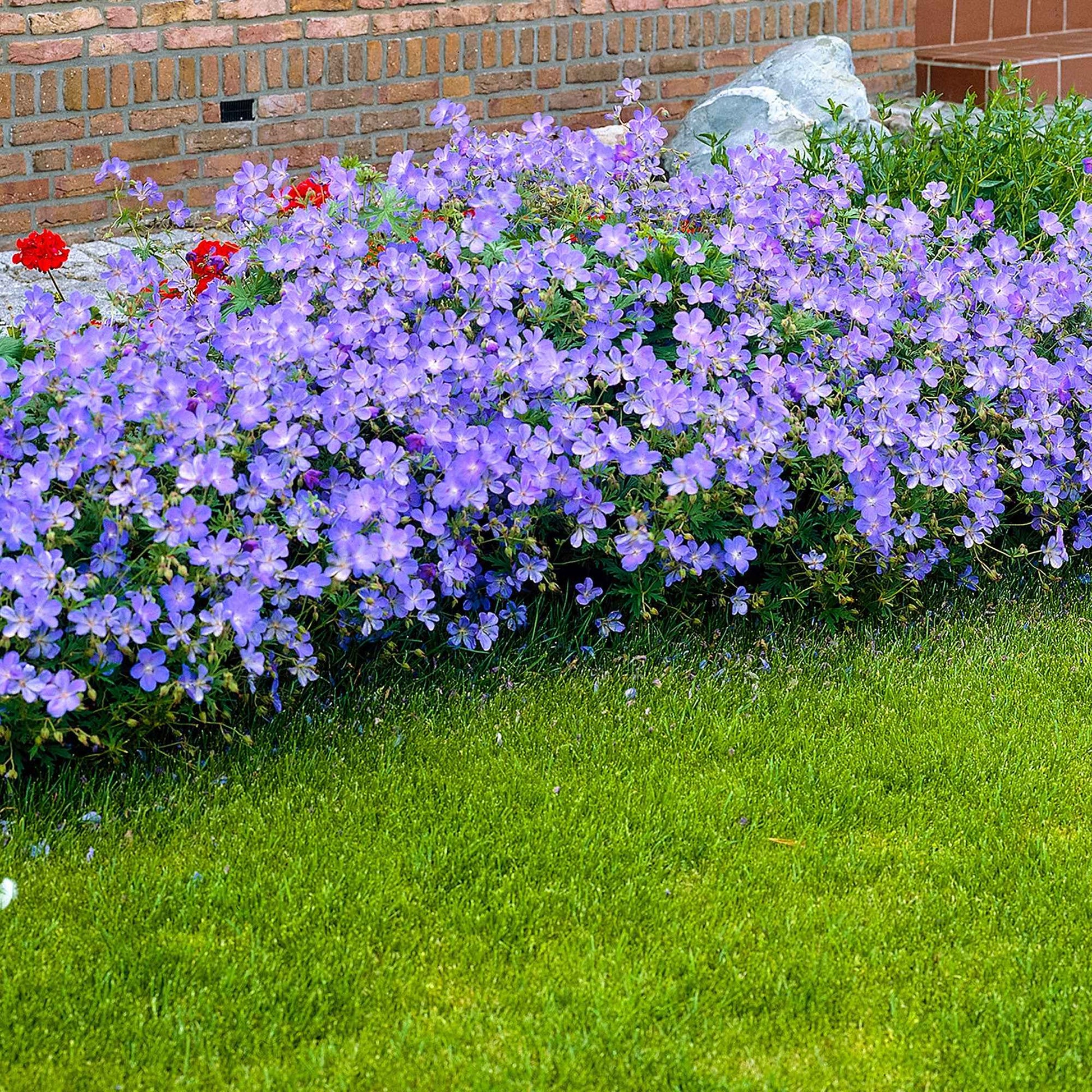 Storchschnabel 'Johnsons Blue' - Geranium johnson's blue - Gartenpflanzen