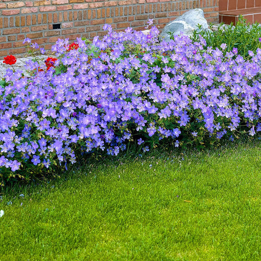 Storchschnabel 'Johnsons Blue' - Geranium johnson's blue - Gartenpflanzen