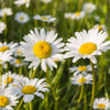 Kleine Margerite 'Maikönigin' (x3) - Leucanthemum vulgare maikönigin - Gartenpflanzen