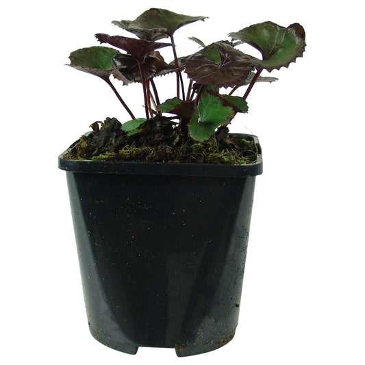 Greiskraut 'Pandora' - Bakker