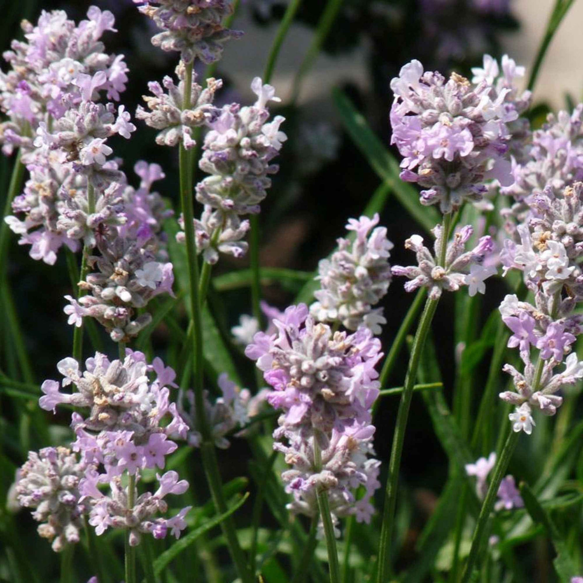 Lavendel 'Rosea' - Lavandula angustifolia rosea - Gartenpflanzen