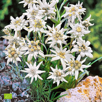 Alpen-Edelweiss (x3) - Leontopodium alpinum - Gartenpflanzen