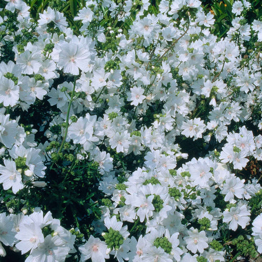 Moschus Malve 'Alba' - Bakker