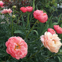 Pfingstrose Paeonia 'Coral Sunset' - Paeonia coral sunset
