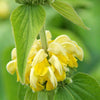 Brandkraut - Phlomis russeliana - Gartenpflanzen