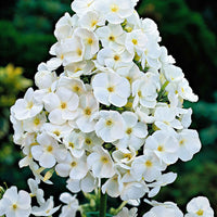 Flammenblume 'White Admiral' (x3) - Phlox paniculata white admiral - Gartenpflanzen
