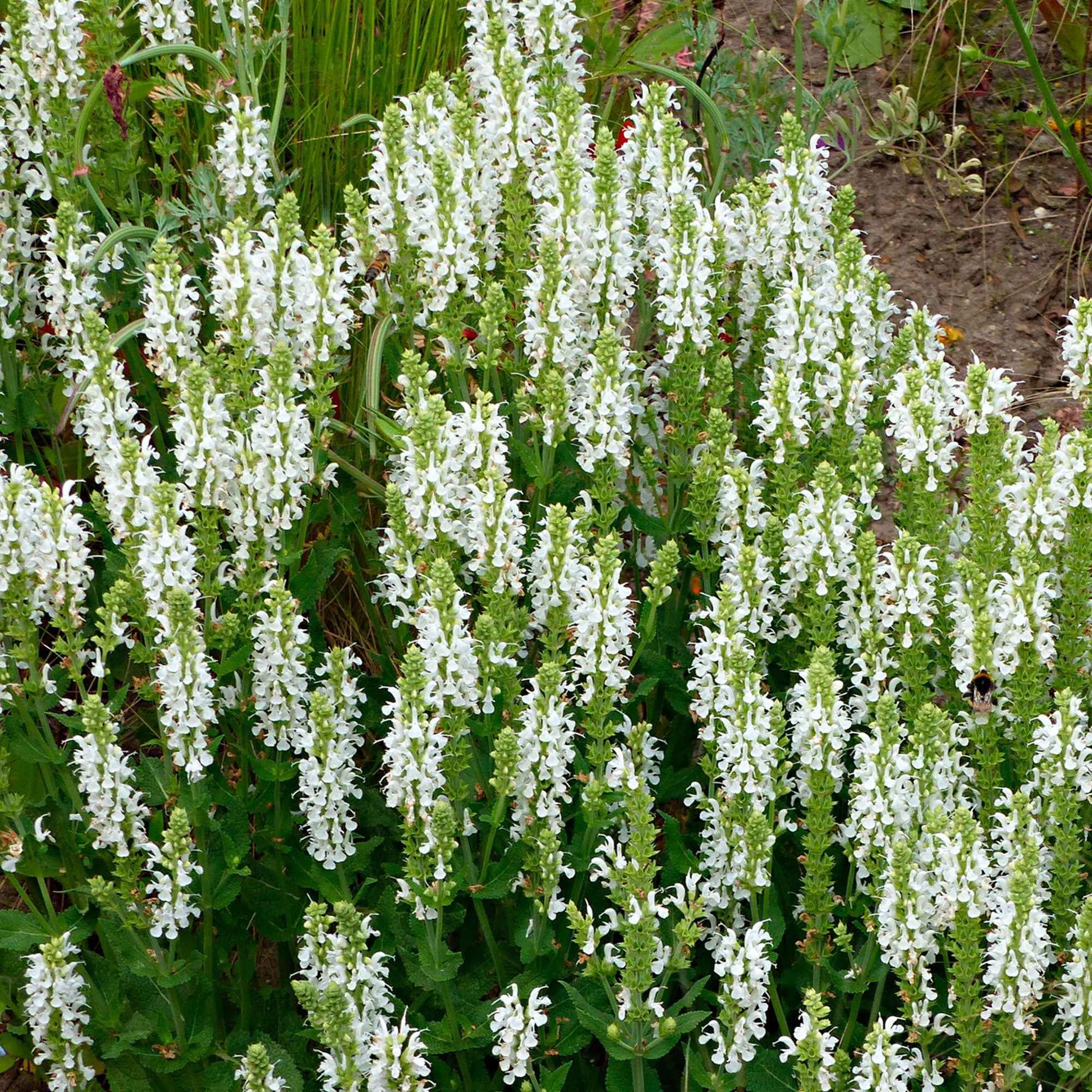 Steppensalbei 'Schneehügel' - Salvia nemorosa schneehügel - Gartenpflanzen