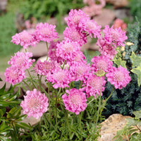 Tauben-Skabiose 'Pink Mist' - Scabiosa columbaria pink mist - Gartenpflanzen