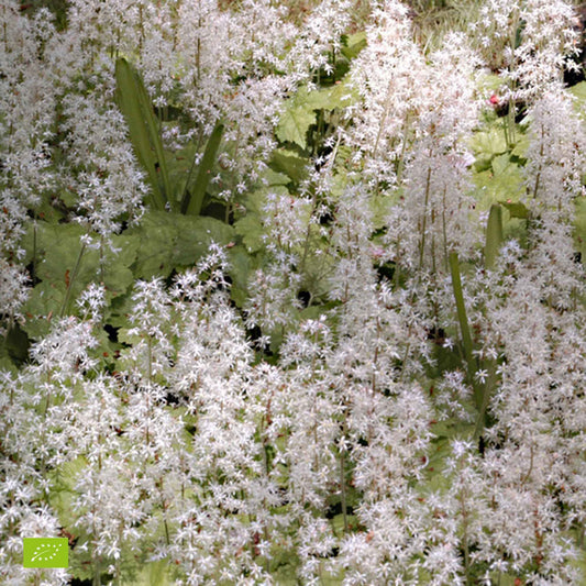 Schaumblüte 'Pink Skyrocket' - Tiarella pink skyrocket - Gartenpflanzen