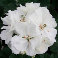 Geranie 'White' (x3) - Pelargonium zonale