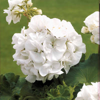 Geranie 'White' (x3) - Pelargonium zonale - Bakker