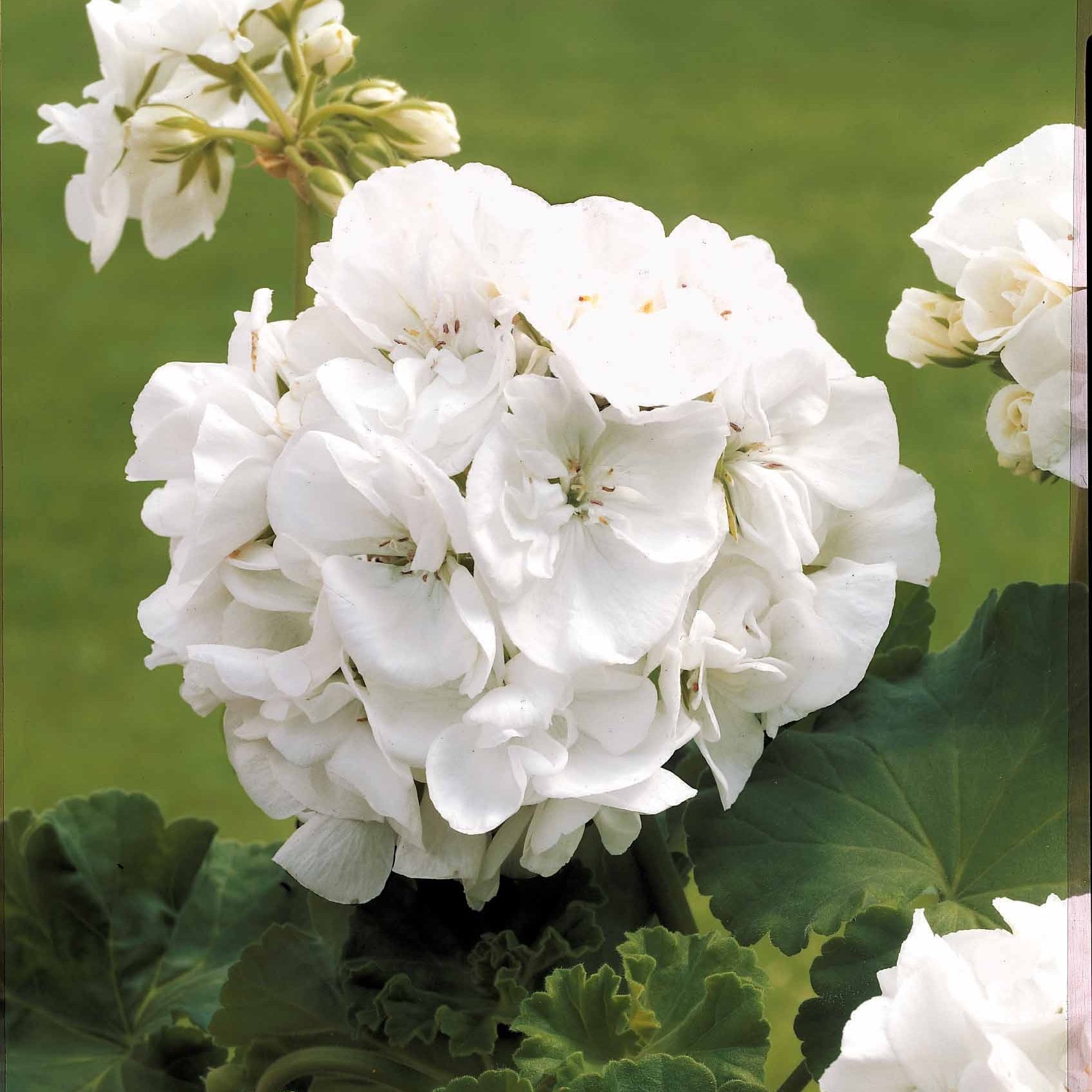 Geranie 'White' (x3) - Pelargonium zonale - Bakker