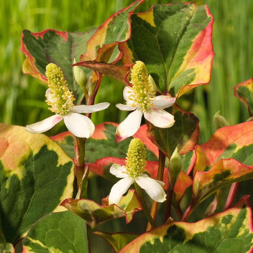 Bunter Eidechsenschwanz 'Chameleon' - Houttuynia cordata chameleon