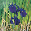 Japanische Schwertlilie - Iris kaempferi - Teich