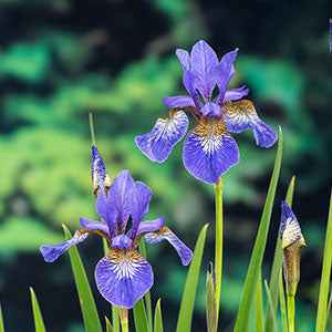 Sibirische Schwertlilie - Iris sibirica - Teich