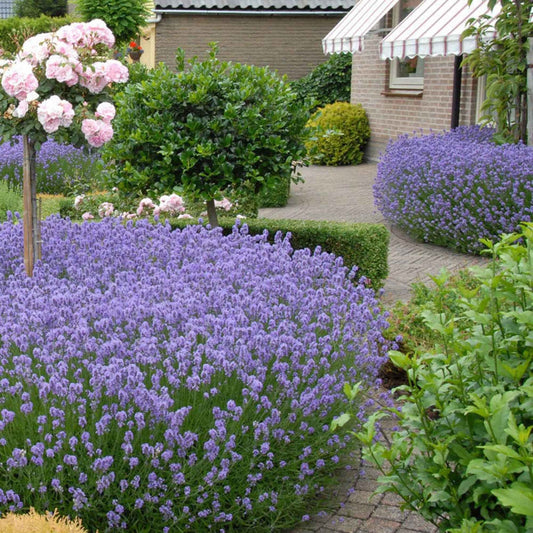 Echter Lavendel 'Hidcote' - Lavandula angustifolia 'hidcote' - Gartenpflanzen