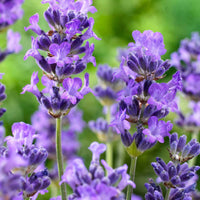 Echter Lavendel 'Hidcote' - Lavandula angustifolia 'hidcote' - Pflanzensorten