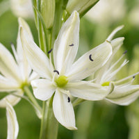 Prärielilie (x3) - Camassia 'leichtlinii' - Blumenzwiebeln