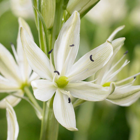 Prärielilie - Camassia 'leichtlinii' - Blumenzwiebeln