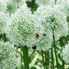 Zierlauch 'Mount Everest' (x2) - Allium stipitatum mount everest - Blumenzwiebeln