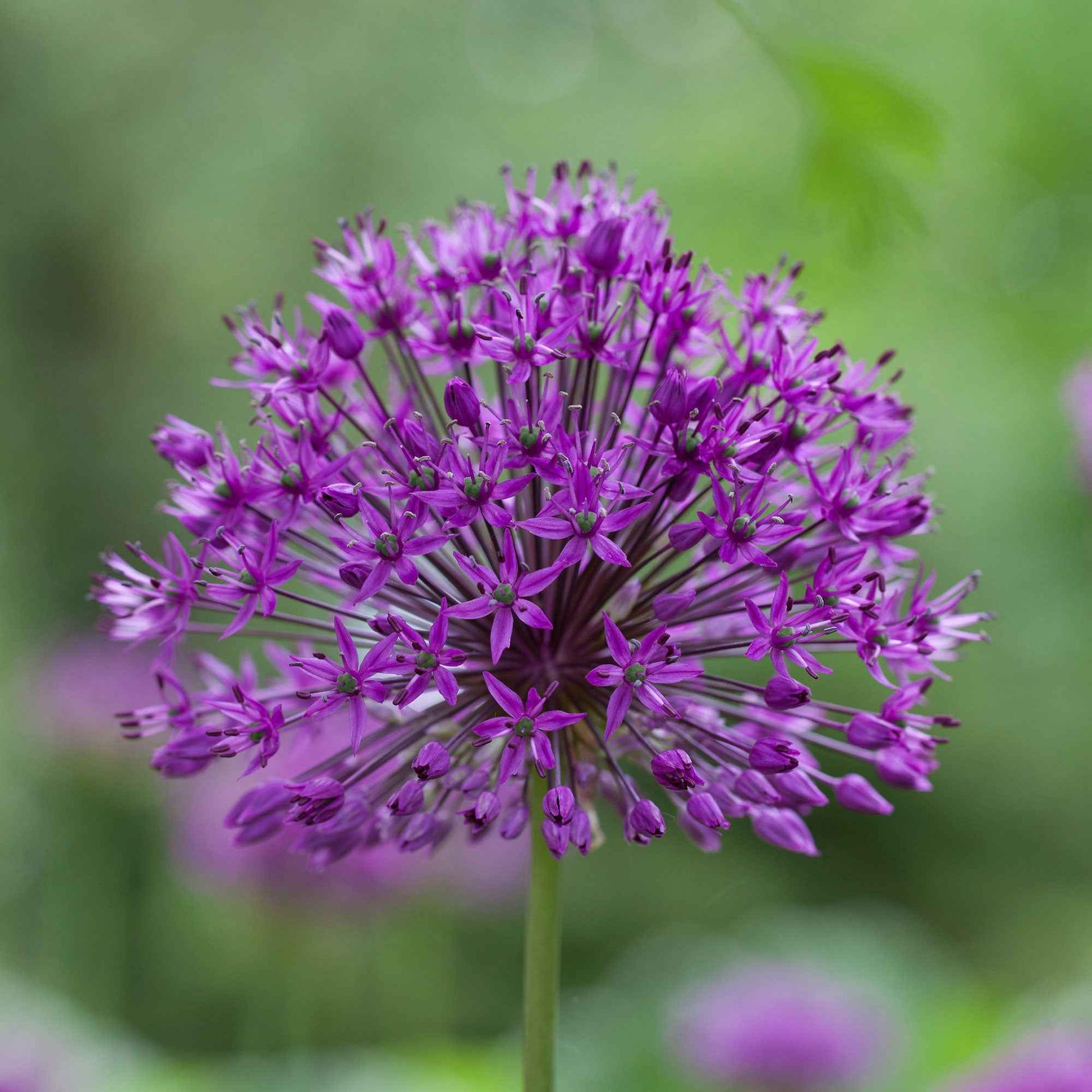 Zierlauch 'Purple Sensation' - Allium aflatunense purple sensation - Blumenzwiebeln