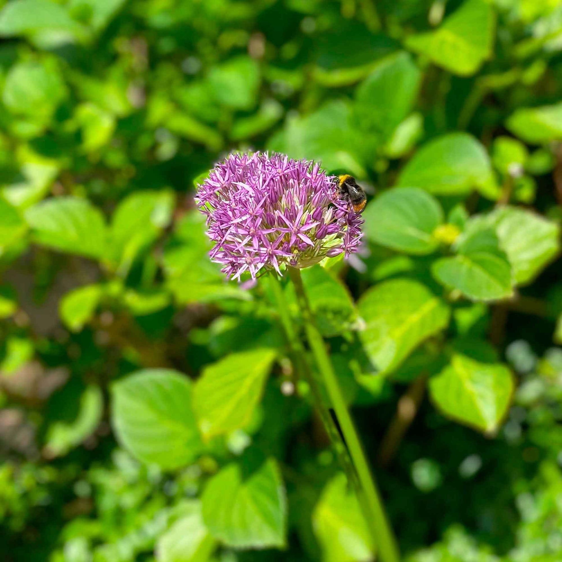 Zierlauch 'Purple Sensation' - Allium aflatunense purple sensation - Blumenzwiebeln Frühlingsblüher