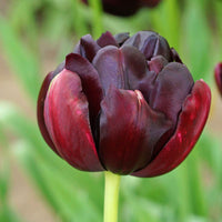 Tulpen 'Black Hero' (x10) - Tulipa black hero - Blumenzwiebeln