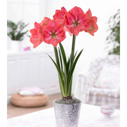 Amaryllis - Bakker