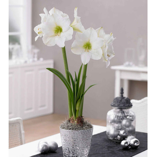 Amaryllis - Amaryllis white christmas - Blumenzwiebeln