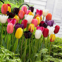 Tulpen Mischung '60 days of Tulips' (x30) - Tulipa - Blumenzwiebeln Frühlingsblüher