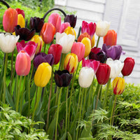 Triumph Tulpen Mischung - Bakker
